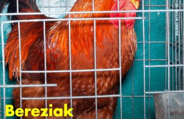 blog-grid-1-410x308